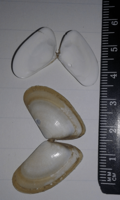 Donax trunculus (Donacidae)?